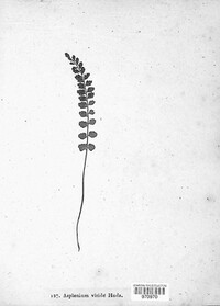 Asplenium viride image